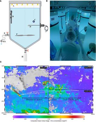 Influence of shallow hydrothermal fluid release on the functioning of phytoplankton communities